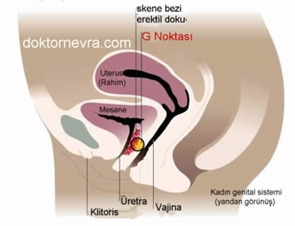 Quruvchi pornografik suratga tushdi.
